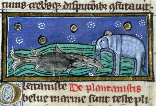 dolphin of Ganges and an elephantThomas of Cantimpré, Liber de natura rerum, France ca. 1290.