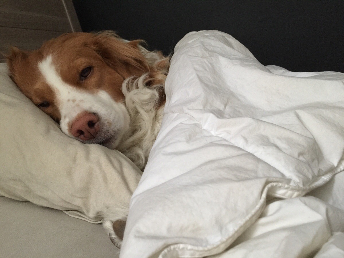 awwww-cute:  My dog takes my girlfriend’s spot when she leaves for work 