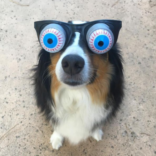 When they hear those Redbarn treats open, all the focus is on you [ @lillytheaussie] #summerofflavor