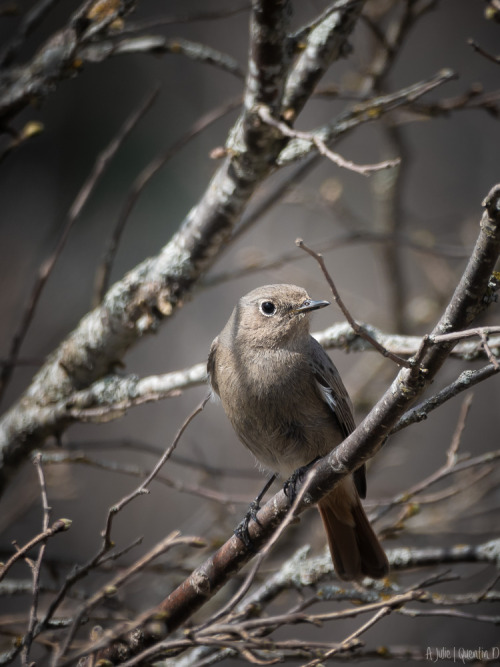 Rougequeue noir.(Phoenicurus ochruros - Black Redstart).(Loire - Avril 2021).(A Julie&hellip;)