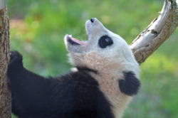 giantpandaphotos:  Bao Bao at the National