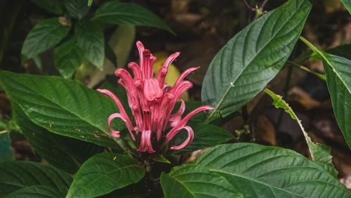 What a plant!#waimea #waimeavalley #oahu #oahuphotographer #oahuphotography #flowerart (at Waimea 