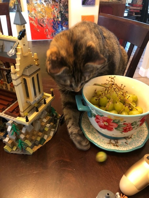 mykittyminka: Nymeria loves grapes.