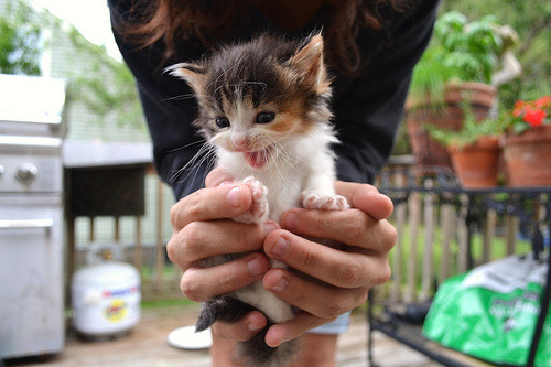 my-teen-quote:  feeling sad? look at this baby animal blog!