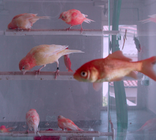 likeafieldmouse:  Robert Gligorov - H20 (2000) - Goldfish and taxidermy birds