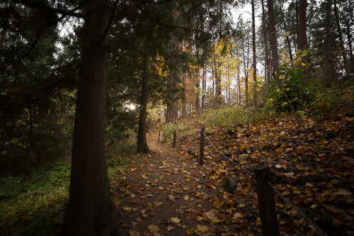 lobo-de-luna: Everyone else posing around each other, jockeying for space in the leaves. Me, chasing