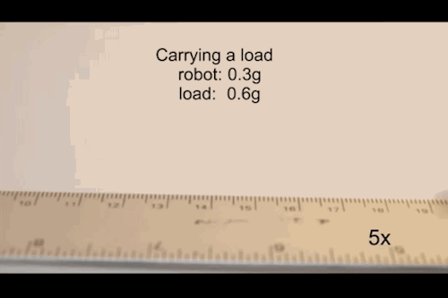 archiemcphee:  The Department of Outstanding Origami is dying to get its hands on one of these tiny origami robots. A team of MIT scientists just unveiled their awesome Untethered Miniature Origami Robot at the 2015 International Conference on Robotics