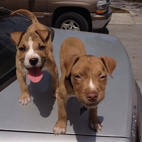 llcooldreads:  Melo & Chino covered in oil 😑😒 #pitbulls #puppies