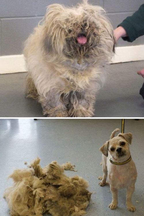 pleatedjeans:  18 Dogs That Got Appearance-Altering Haircuts 