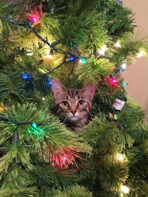 peachylei:cat stuck in tree, 2017