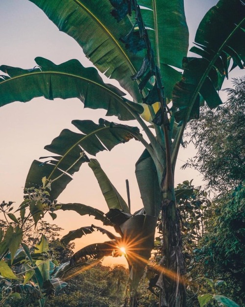 I climbed a hill behind my uncle&rsquo;s house to find a forest (7 hectares to be exact) of fruit tr