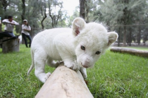 jack-the-lion:  “And the mighty climber scales another peak.”