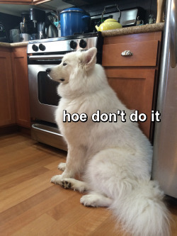 skookumthesamoyed:Skookum’s not on board