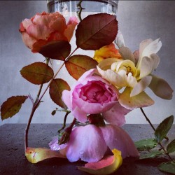 republicx:  Flowers from Nick Knight’s Instagram feed 