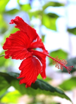 Passion (Hibiscus)