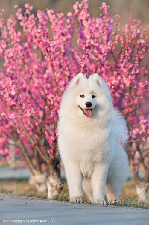 workingdogjace:  Samoyed // Alfred Moo