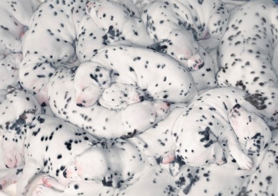 worldssmallesttrampoline:🐶 Piles of Dalmation puppies. 