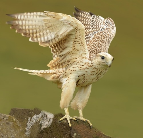 beautiful-wildlife:  White Falcon by Ronald Coulter