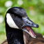 not-5-geese