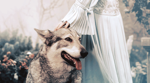 rubyredwisp: Sansa owned a dire wolf (a huge, intelligent, mythological wolf ) until it was stabbed 