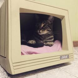 awwww-cute:  Made a cat bed out of an old
