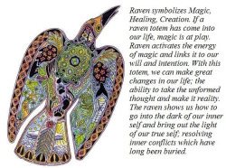 shamandrummer:  Raven Medicine. Raven represents shamanic power, healing, shapeshifting, self-knowledge, death-and-rebirth, and magic. Raven magic is the ability to let go of the past and change your life—death-and-rebirth. Acquiring shamanic power