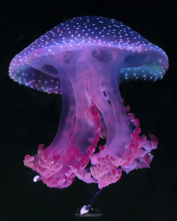 mooonjellies:  uvex8  