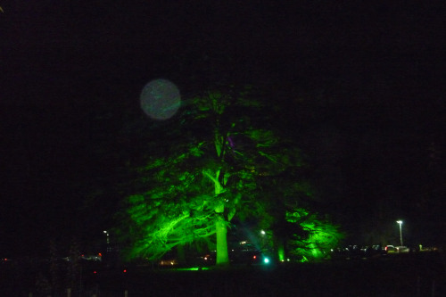 The Enchanted Wood, Part IWestonbirt Arboretum, Gloucestershire. December 2013It&rsquo;s such a magi