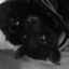 tiny--bat