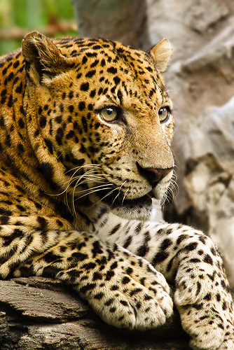 drxgonfly:  Deadly Beauty by tropicaLiving - Jessy Eykendorp on Flickr.