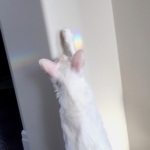 pangur-and-grim:pangur-and-grim:pangur-and-grim:today Pangur found a rainbow important behind the sc