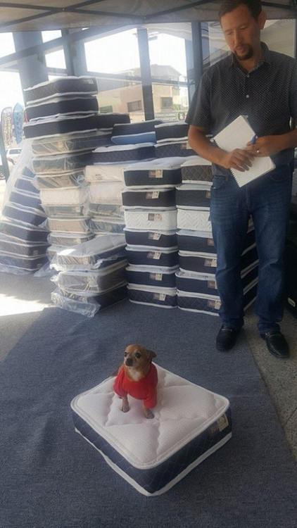 There is a mattress store somewhere that gives you a tiny mattress for your dog when you buy a regul