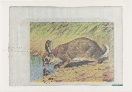 American Hare Sugar 1 by Joseph Beuys, 1974