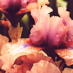calanthesfeuillemort:  Flowers I Love: the Bearded Iris 