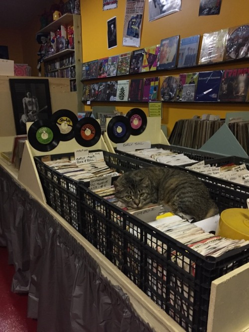 unflatteringcatselfies:this is record store kitty she does whatever she wants bc it’s her store