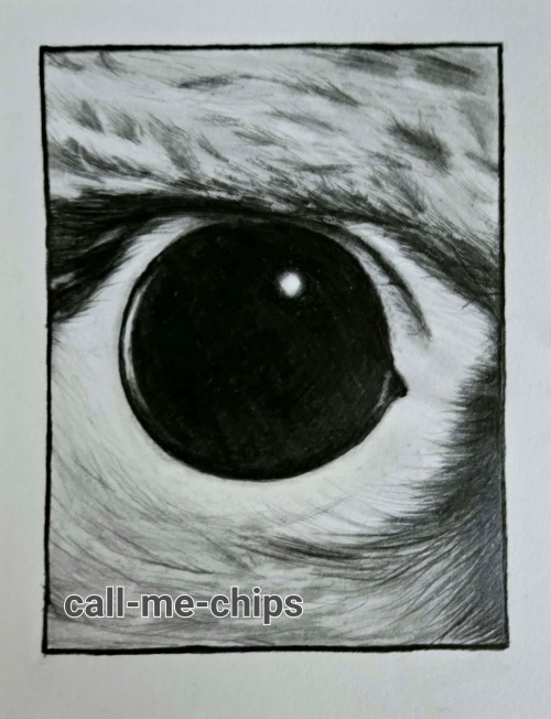 Some Animal Eyes I Did For Friends For Christmas