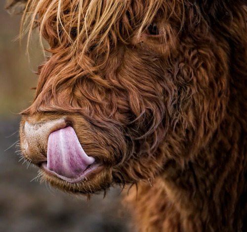 Nostril bacteria is an important part of a cow&rsquo;s gut microbiota. Daily snot consumption is