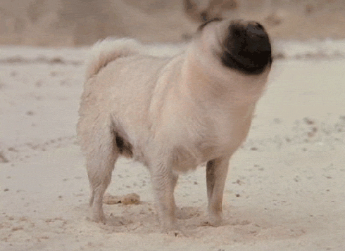 blake-ly:  notrobotbender:  THE ETERNAL PUG SHAKE  best. gif. ever.