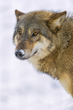 orbited:  Wolf with snow on the nose by Tambako