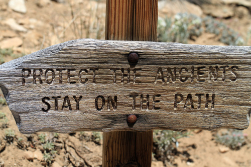 tree-whisper: odditiesoflife:The Ancient Ones:  Oldest Living Organisms on EarthThe trees of the