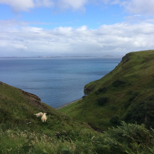 mimipink17:we went to a cliff in scotland with the oceans and hills and sheep, it was magical