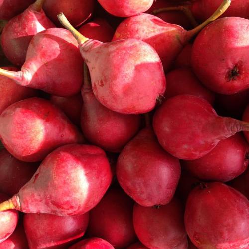 Red clapp pears. Fall is here! #newyork #fall #pears #farmersmarket #eatlocal #food #foodstagram #gr