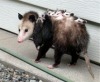 whenifeellikeitpossums: adult photos