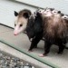 Porn Pics whenifeellikeitpossums: