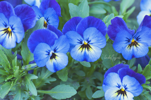 garden flowers