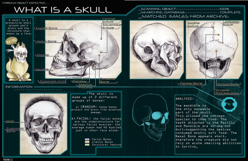 Bone portfolio from last semester. 