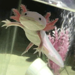 Gold Axolotl Tumblr Posts Tumbral Com