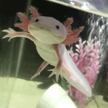 White Axolotl Explore Tumblr Posts And Blogs Tumgir