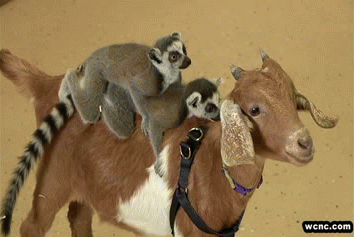 animals-riding-animals:  lemurs riding goat  Looks more like lemurs riding while