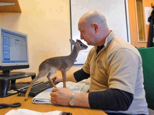 awwww-cute:The Office Doe (Source: ift.tt/2fLBqiJ)